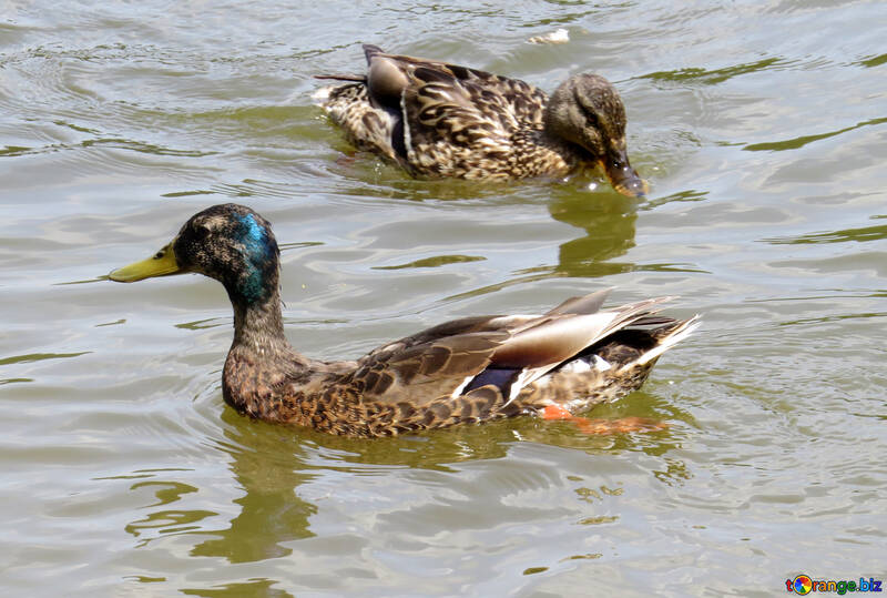 Two ducks water №54333