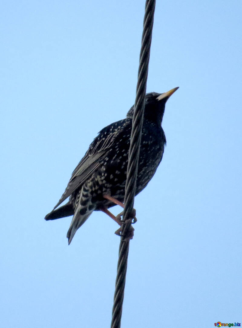 Pájaro en un equilibrio de cuerda de alambre №54180