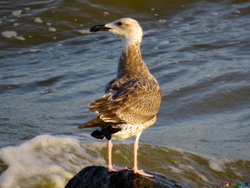 Ein Vogel, der zur Seite am Wasser auf einem Felsen schaut №54436