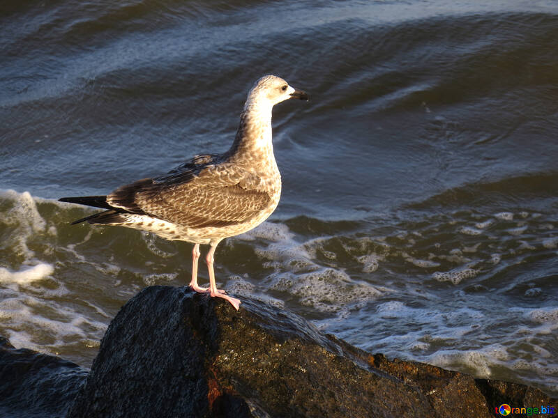 Um pássaro em uma rocha no oceano №54448