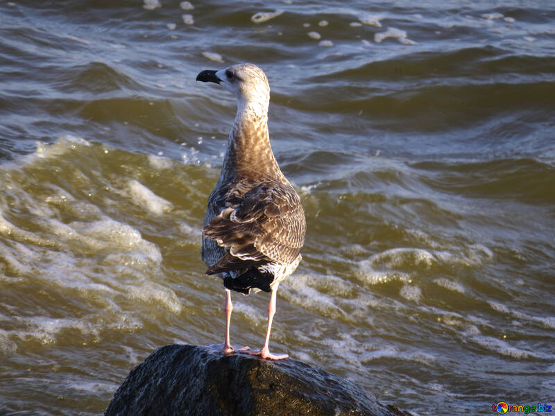 Птах на скелі з видом на чайку води №54437