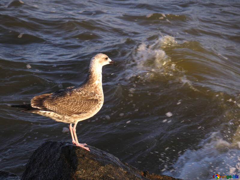Ein Vogel, der auf einem Felsen inmitten des rauschenden Wassers steht №54452