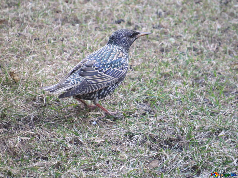 Starling bird in grass №54188