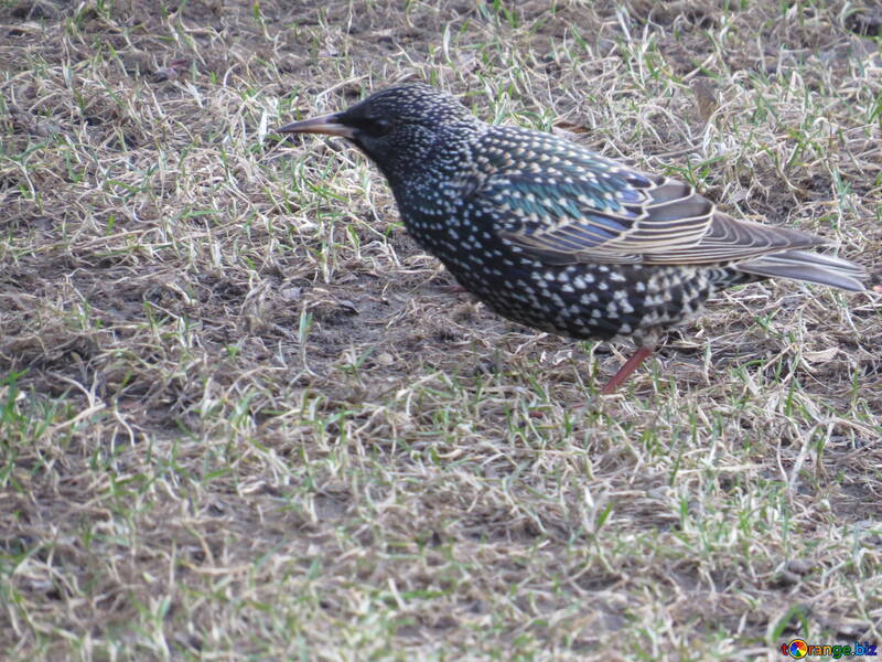 Starling Bird sobre hierba №54199