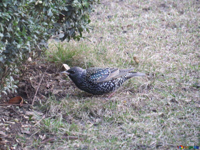 starling bird on grass eating №54181