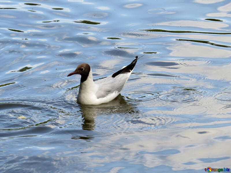 Un canard nageant dans l`eau №54290