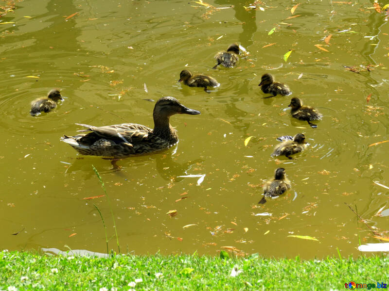 duck and ducklings in a pond swimming №54272