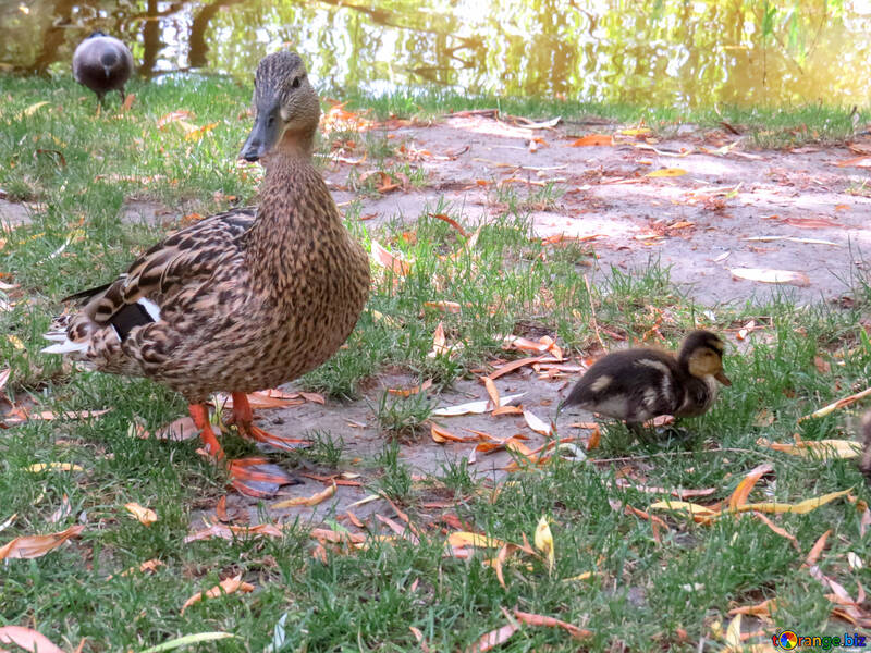 Ente und ihre Mutter dann der Falke hinter ihnen und das Gras №54309