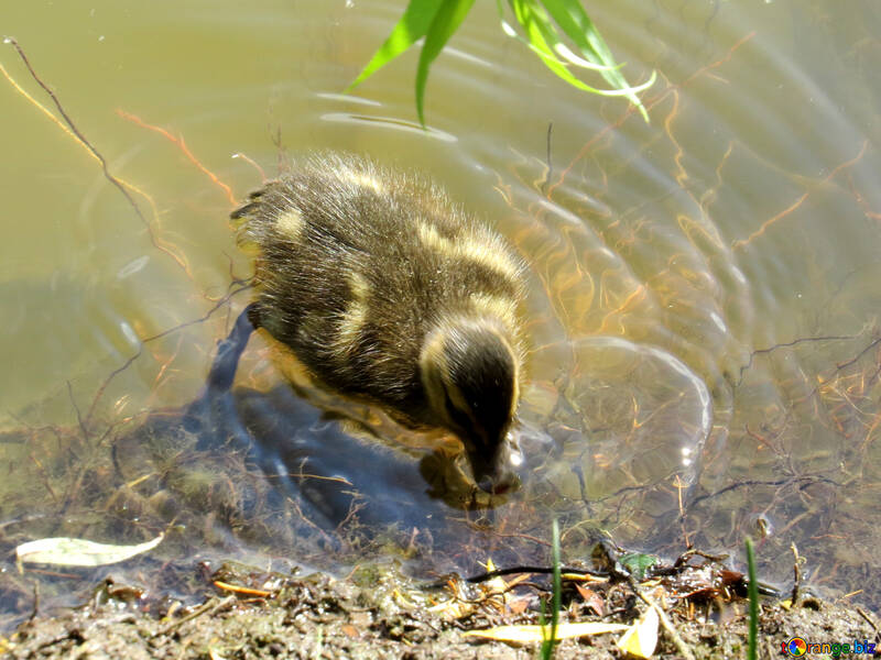 bird duck on pond №54269