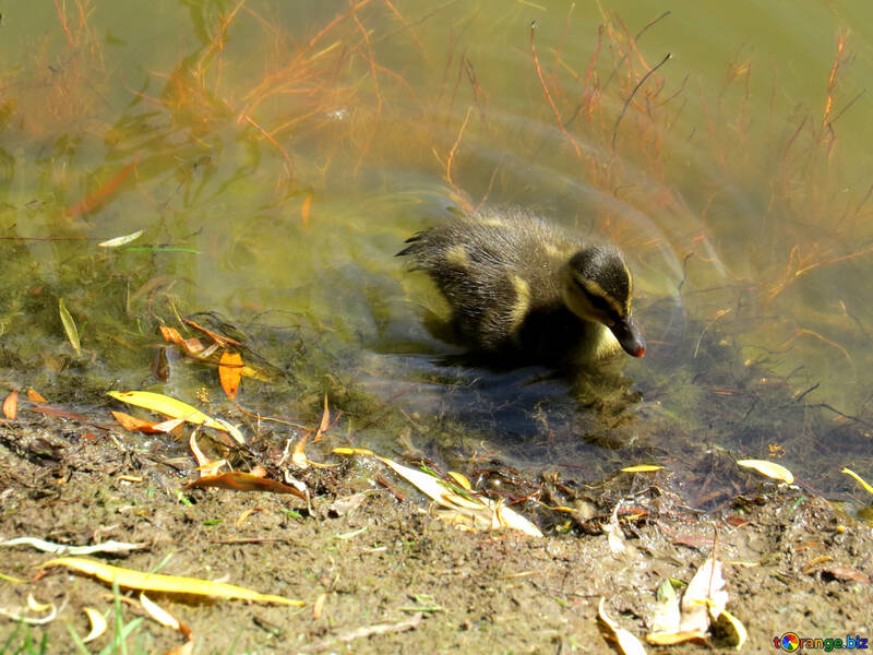 Duck in water №54267