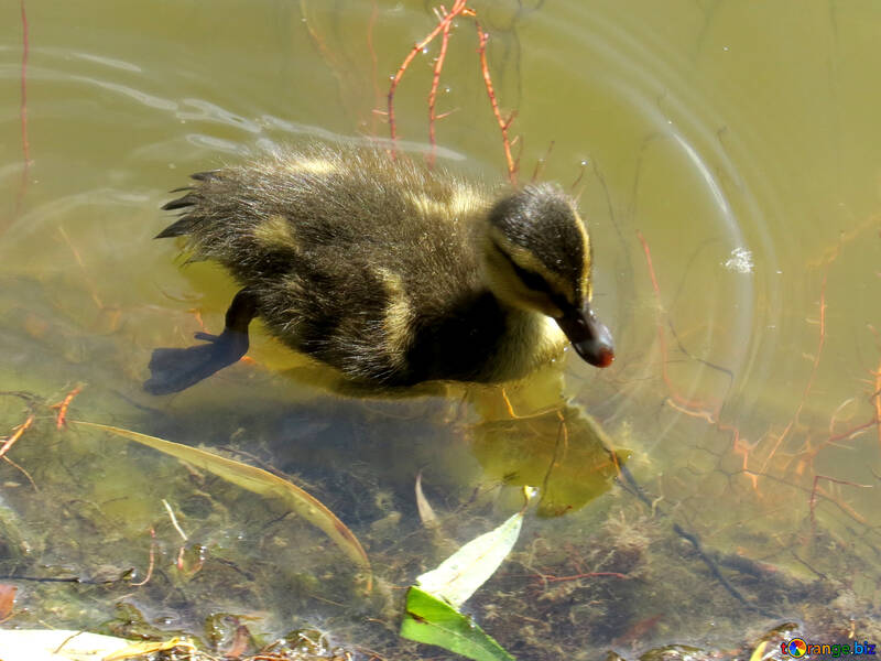 A duckling swiming №54268