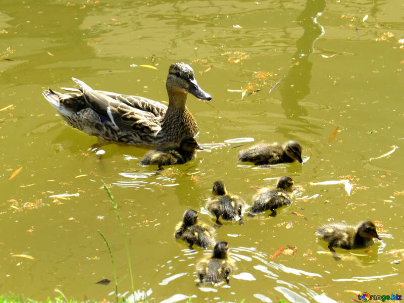 泳いでいる池でアヒルの子を持つ母鴨 №54271