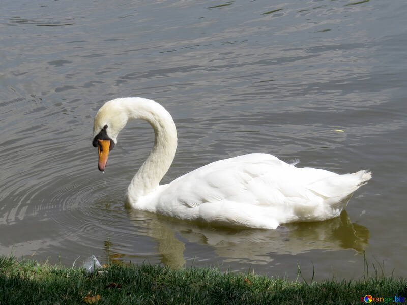 A swan in a lake №54359