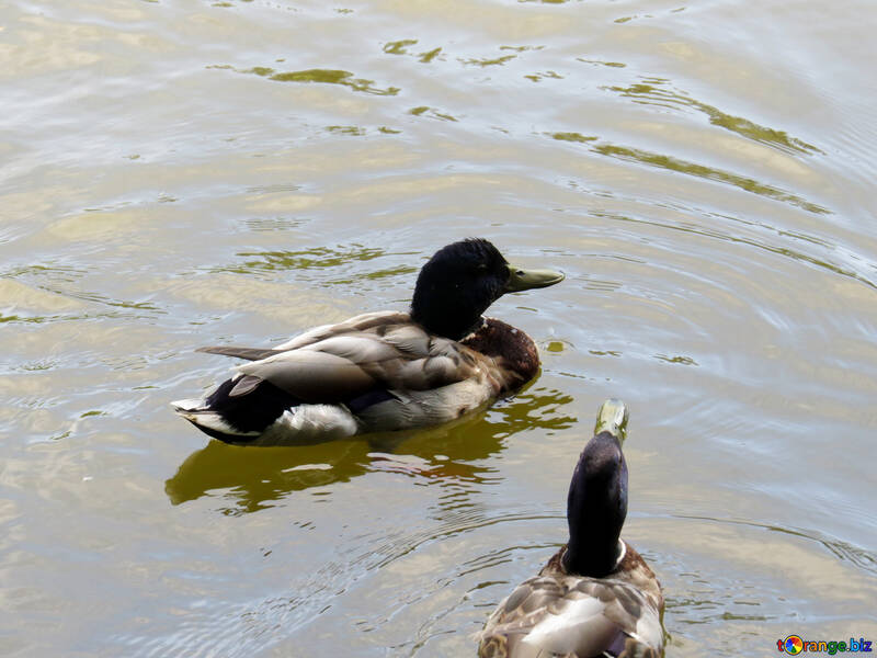 Плавання качка в озері №54250