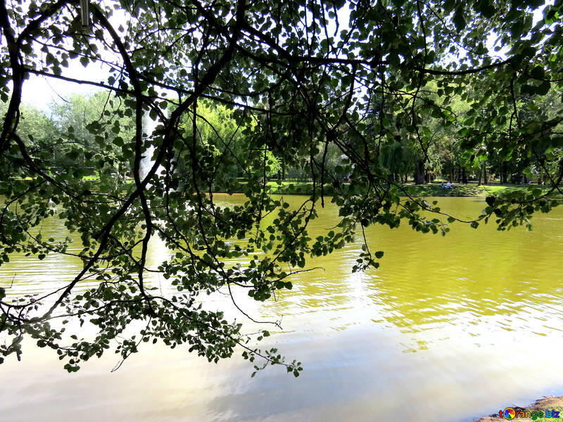 湖の上の木の枝緑の池晴れた日の川 №54246