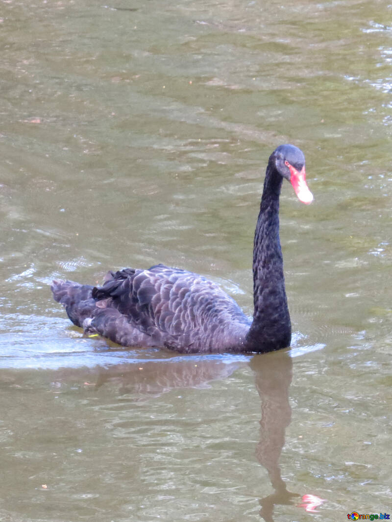 black bird swan a swimming in the water №54207