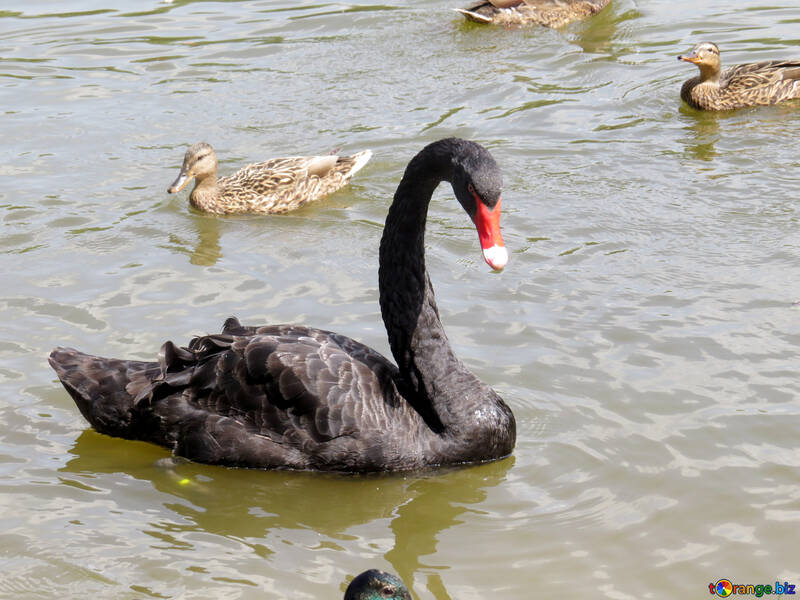 Gran cisne negro ganso sobre el agua con hembras de ánade real №54337