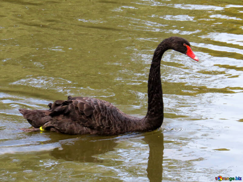 black swan №54208