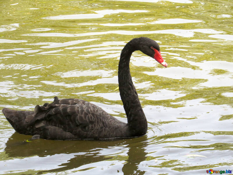 Black Swan №54329