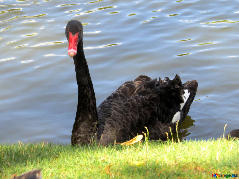Black swan №54373