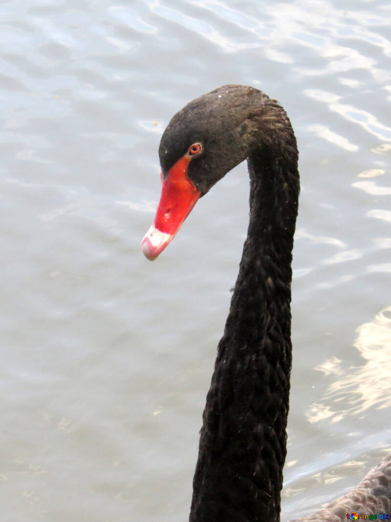 Cisne negro №54287