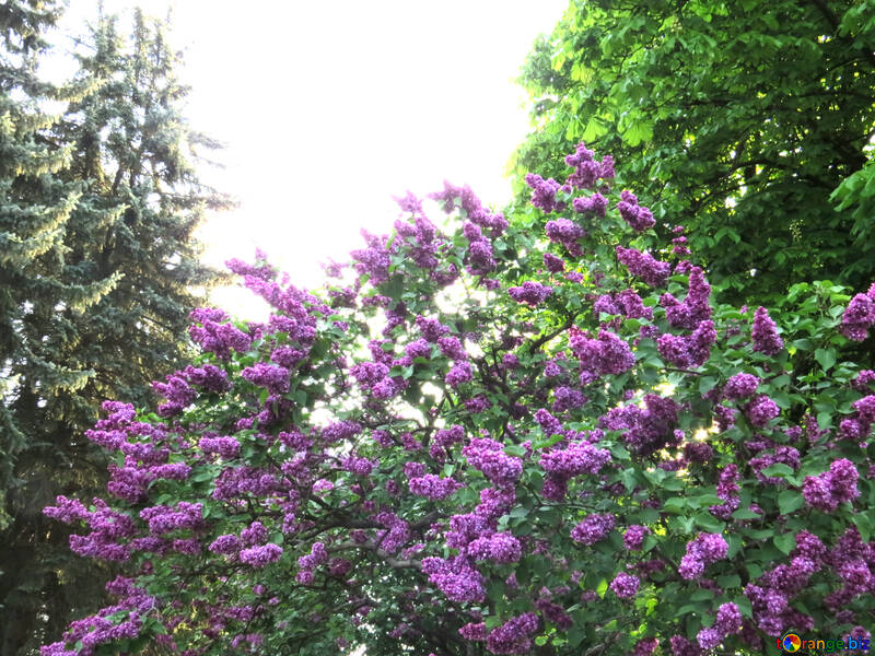 Árbol floreciente flores de color púrpura №54165