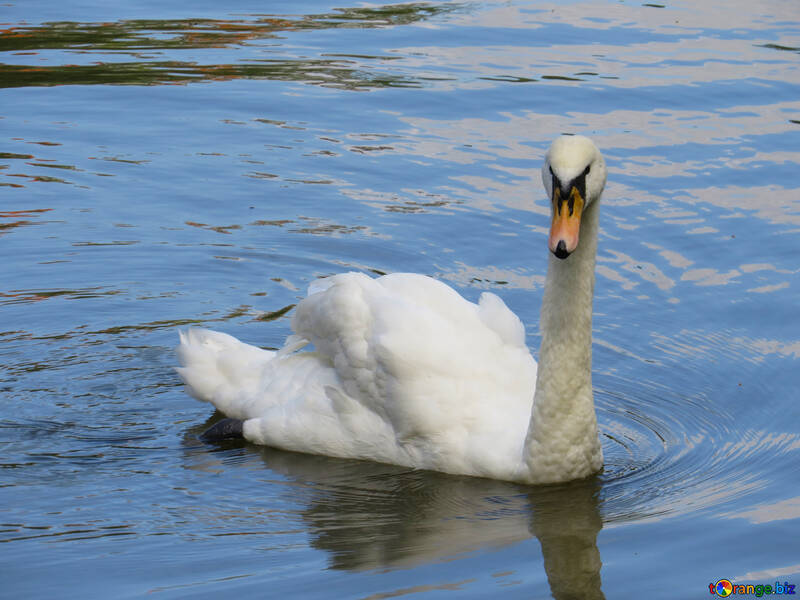 Lindo cisne nadando em um corpo de água №54218