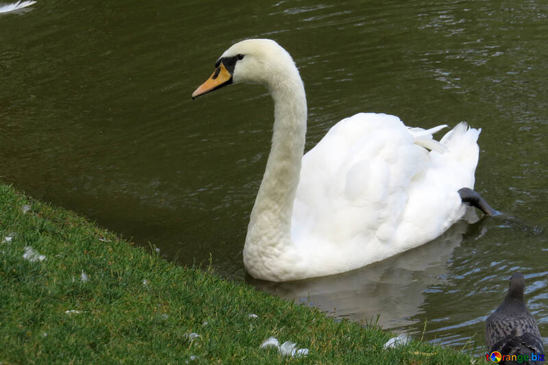 Cool Swan nuota in uno specchio d`acqua №54222
