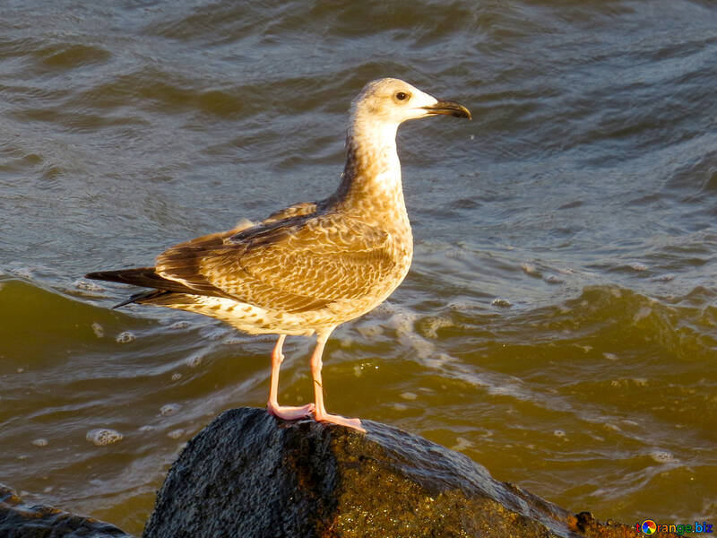 Un pájaro parado junto a un cuerpo de agua. №54425