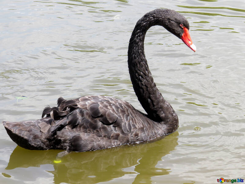 Schwarzer Schwan, der in einem schwimmenden Vogel des Körpers des Wassers schwimmt №54338