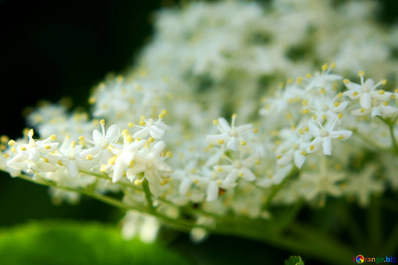 Macro fotografia Meadowsweet flores silvestres um close-up de uma flor №54419