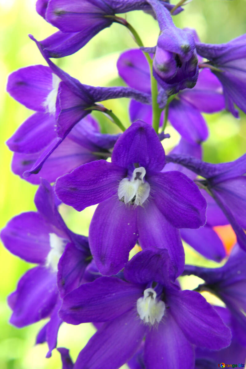 Purple flowers №54414