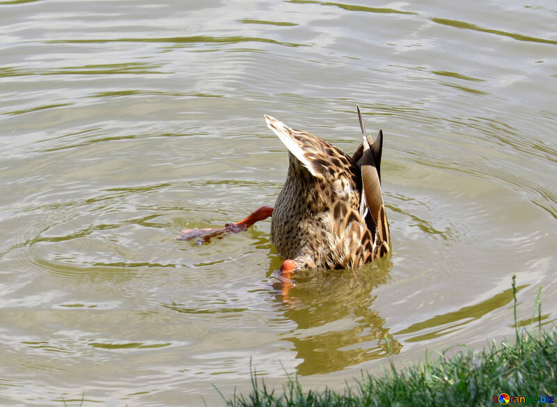 Pato mergulhando cabeça lagoa №54363
