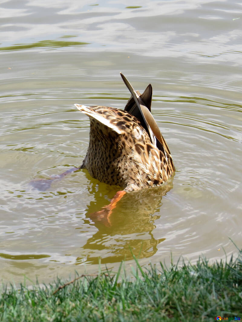 Ente mit dem Gesicht nach unten im Wasservogel, der Fische fängt Tiertauchen №54362