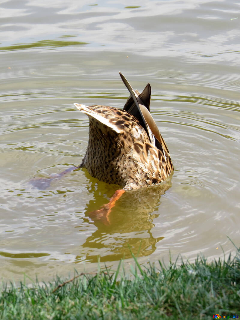 Duck face down in water bird catching fish Animal diving №54362