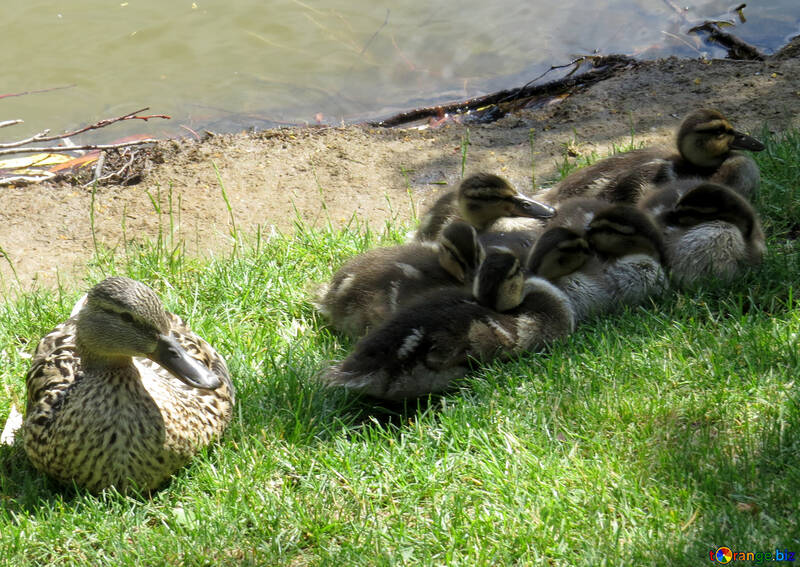 ducks with children birds river city water №54259