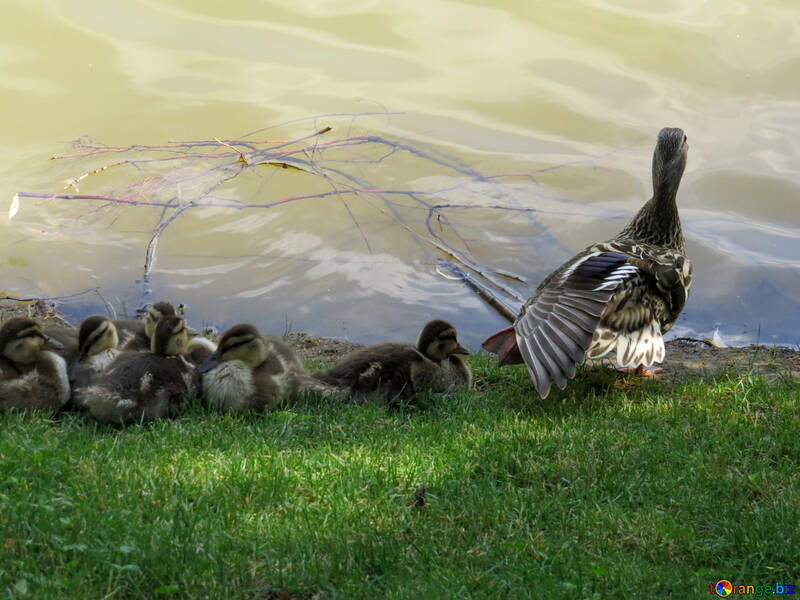 Mother and baby ducks ducklings birds №54278
