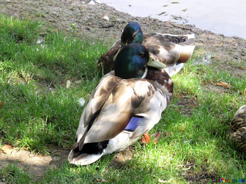 Two ducks Feeding №54242