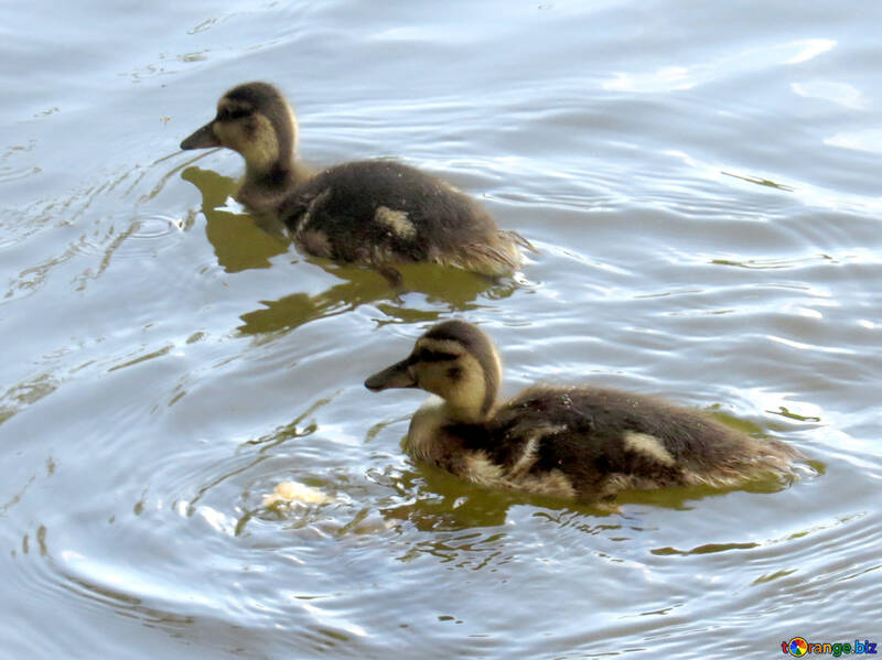 Дві качки плавають в озері №54292
