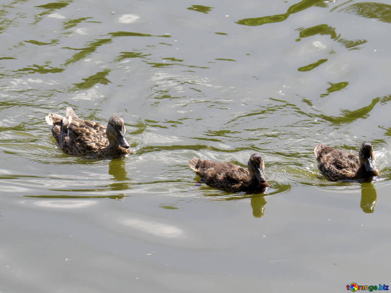 Drei Enten auf einem Teich, der im Wasser schwimmt №54273