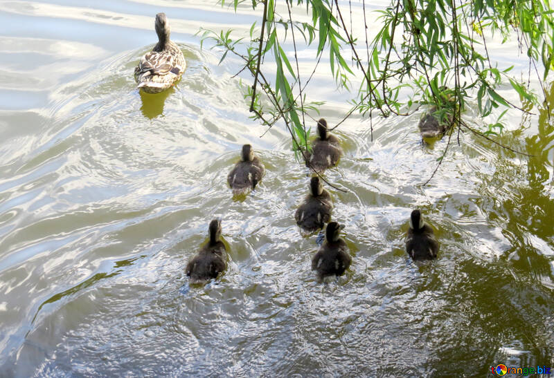 ducks in pond №54283