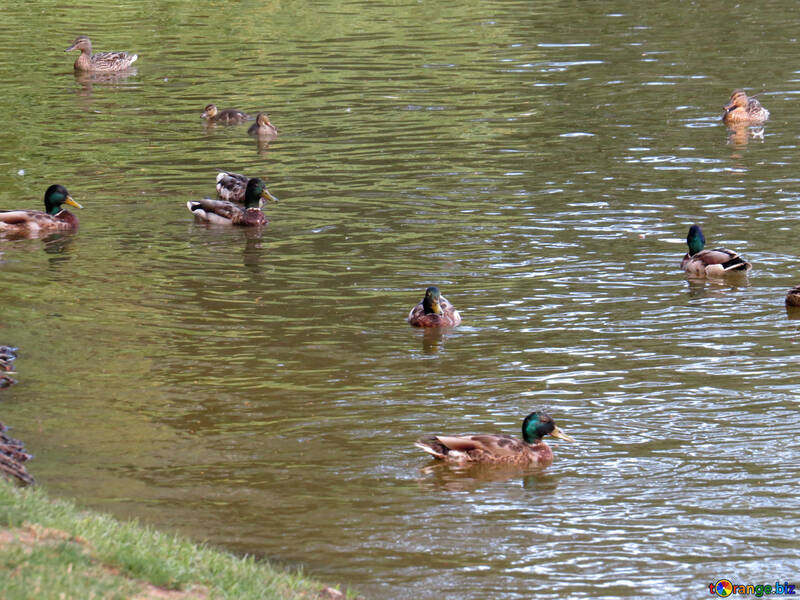 Patos nadando en un estanque №54284