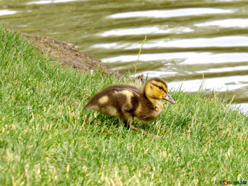 Nice duck on a grassy field small walking №54332