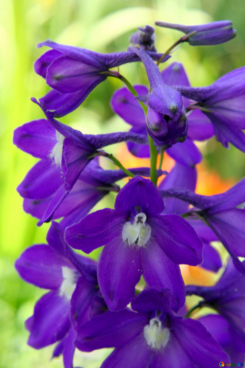 Purple flowers violet №54413