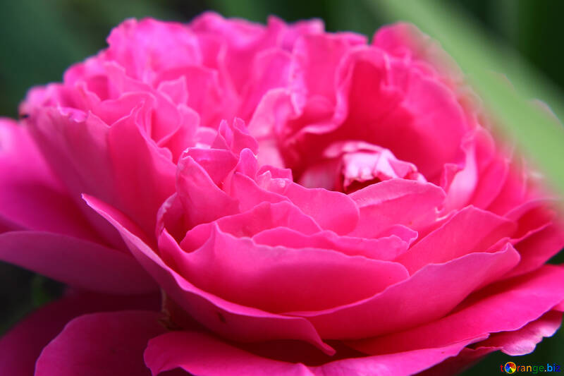 Rosa un primer plano de una flor peonía rosa №54402