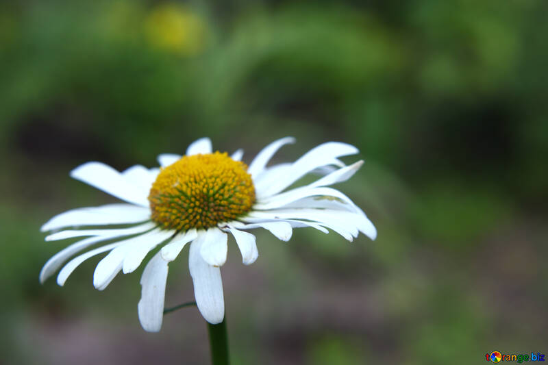 Квітка біла ромашка №54404