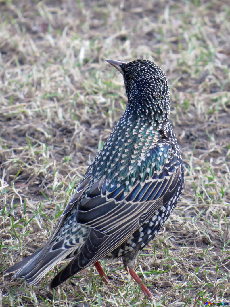 Starling pássaro que está parado na grama №54195