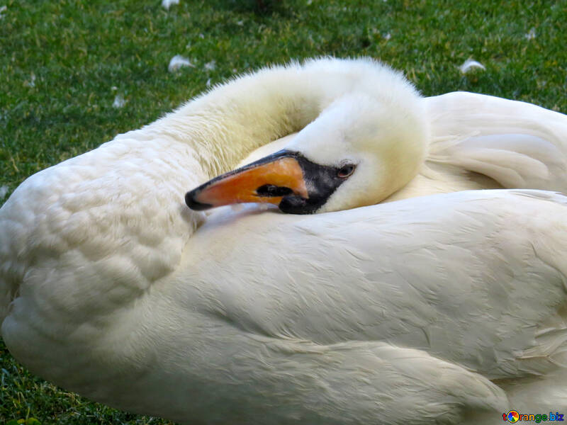 swan bird lying on the grass  №54211