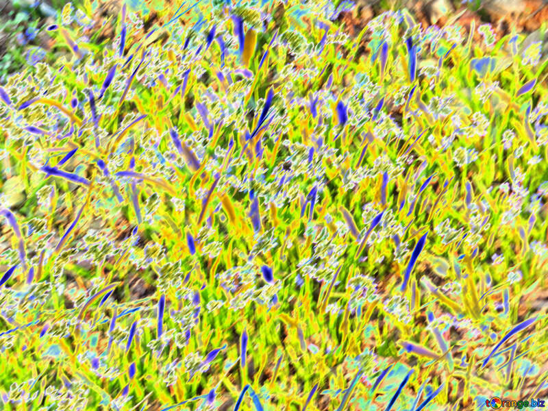 着色された草フィールド植物黄色い草緑花 №54401