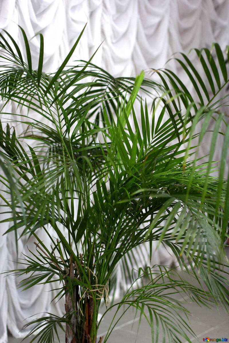 es ist eine grüne pflanze palme mit wedeln vergossen №54035